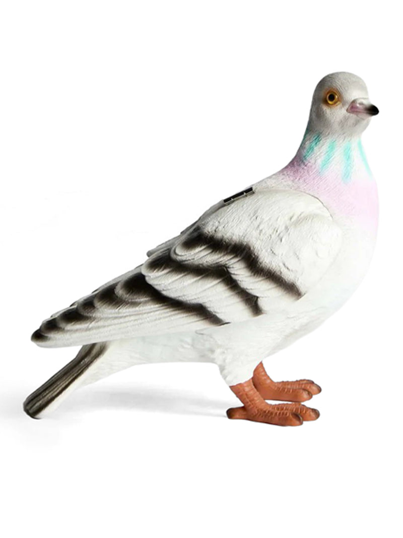 PIGEON CLUTCH